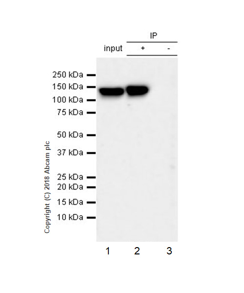 Immunoprecipitation - Anti-6X His tag® antibody [JPAR-2] - BSA and Azide free (AB245203)