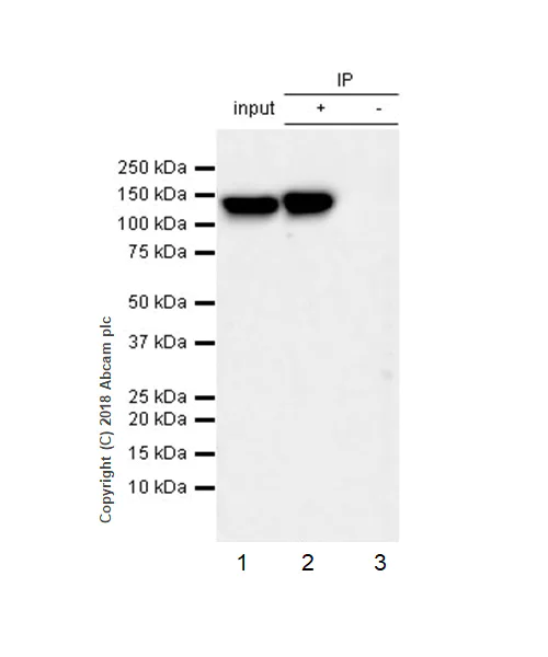 Immunoprecipitation - Anti-6X His tag® antibody [JPAR-2] - BSA and Azide free (AB245203)