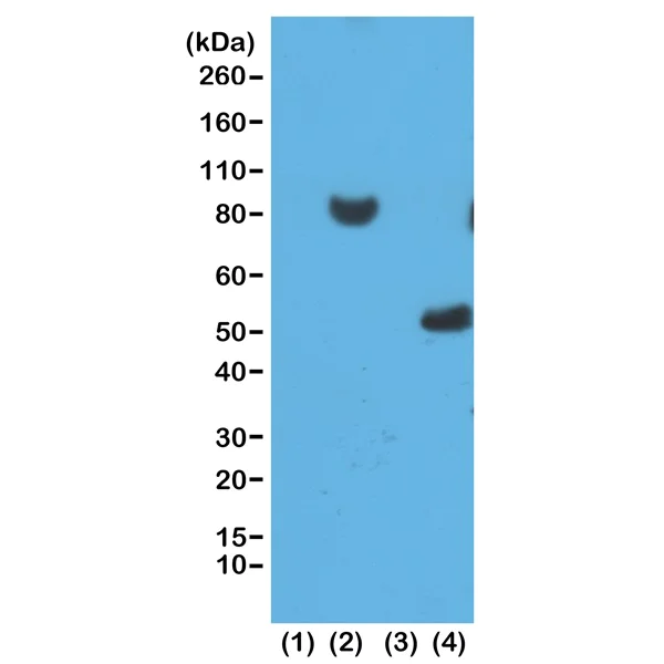 Western blot - Anti-6X His tag® antibody [RM146] (AB200537)