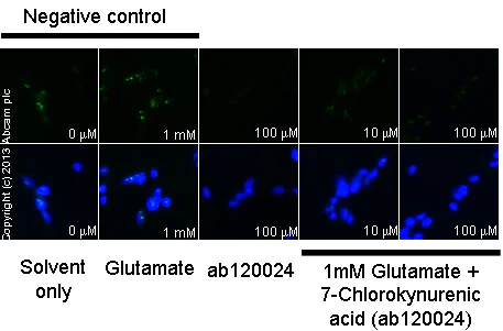 Functional Studies - 7-Chlorokynurenic acid, NMDA receptor glycine site antagonist (AB120024)