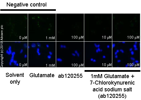 Functional Studies - 7-Chlorokynurenic acid sodium salt, NMDA receptor glycine site antagonist (AB120255)