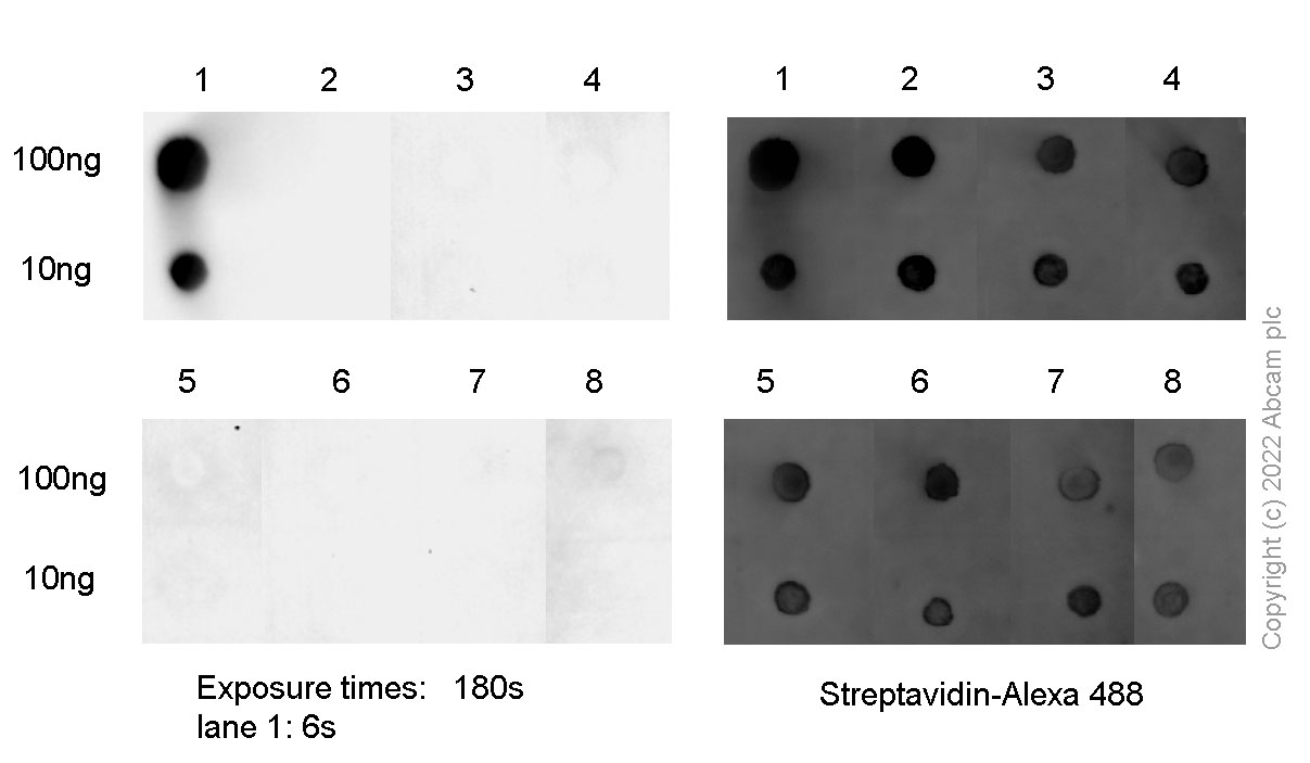 Dot Blot - Anti-7-Methylguanosine antibody [EPR20846-92] (BSA and Azide free) (AB300741), expandable thumbnail
