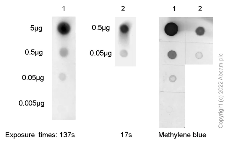 Dot Blot - Anti-7-Methylguanosine antibody [EPR20846-92] (BSA and Azide free) (AB300741)