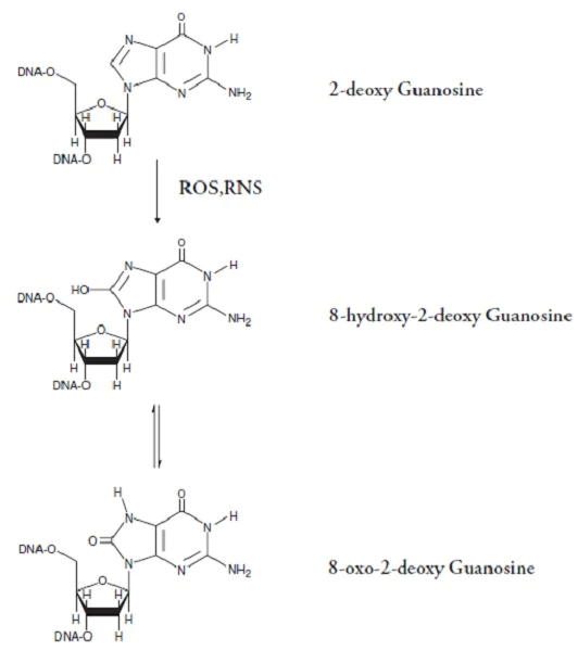 Competitive ELISA - 8-hydroxy 2 deoxyguanosine ELISA Kit (AB201734)