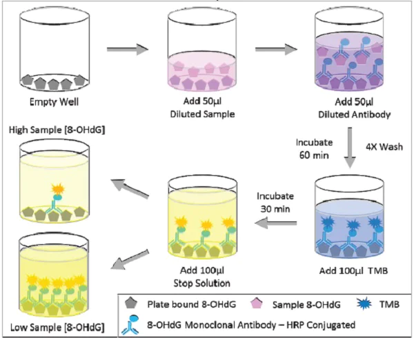 Competitive ELISA - 8-hydroxy 2 deoxyguanosine ELISA Kit (AB201734)