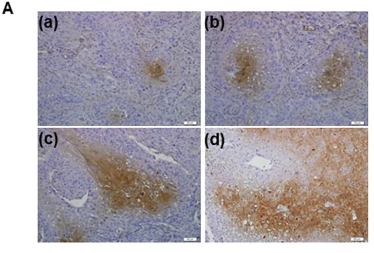 Functional Studies - 8-Hydroxy-2'-deoxyguanosine, Oxidative stress biomarker (AB145595)