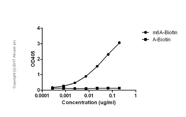 ELISA - Anti-8-methyladenosine (m8A) antibody [EPR-20836-125-1] - BSA and Azide free (AB251531)