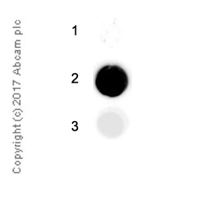 Immunoprecipitation - Anti-8-methyladenosine (m8A) antibody [EPR-20836-125-1] - BSA and Azide free (AB251531)