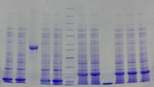 SDS-PAGE - 8% Precast Protein Gels, 12-Wells (AB326091)