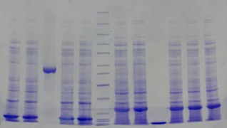 SDS-PAGE - 8% Precast Protein Gels, 12-Wells (AB326091)
