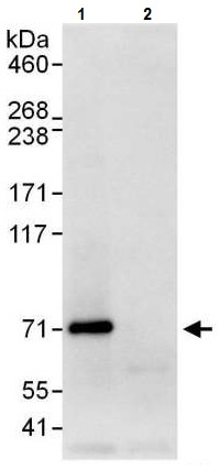 Immunoprecipitation - Anti-A-Raf antibody (AB225628)