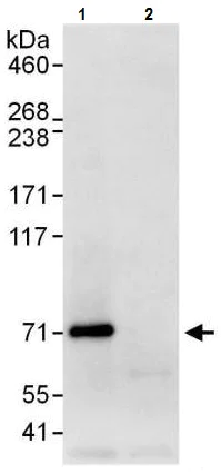 Immunoprecipitation - Anti-A-Raf antibody (AB225628)