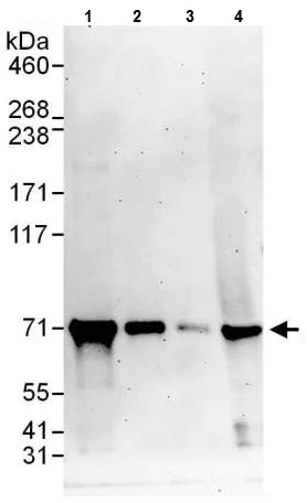 Western blot - Anti-A-Raf antibody (AB225628)