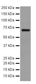 Western blot - Anti-A-Raf antibody [EPR16208] (AB200653)