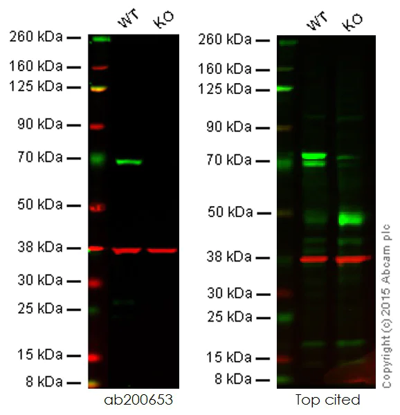 Western blot - Anti-A-Raf antibody [EPR16208] (AB200653)