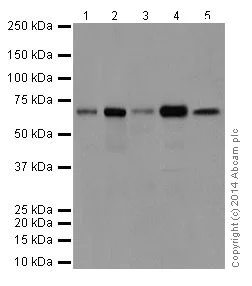Western blot - Anti-A-Raf antibody [EPR16208] (AB200653)
