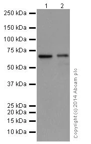Western blot - Anti-A-Raf antibody [EPR16208] (AB200653)