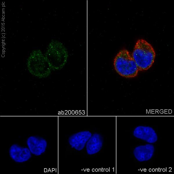 Immunocytochemistry/ Immunofluorescence - Anti-A-Raf antibody [EPR16208] - BSA and Azide free (AB240354), expandable thumbnail