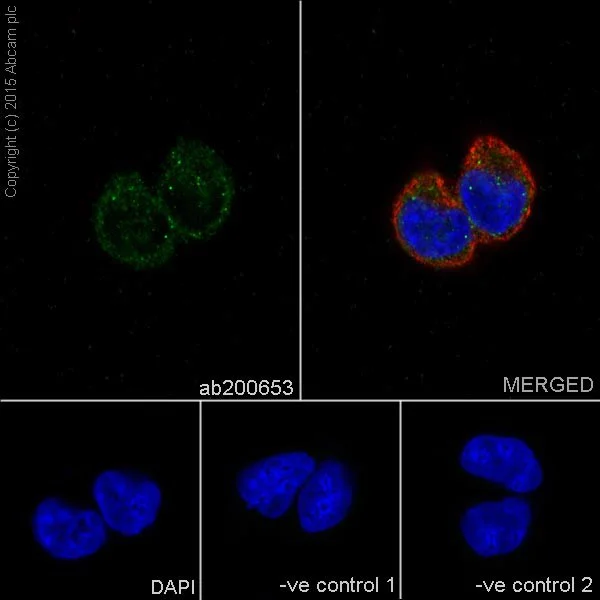 Immunocytochemistry/ Immunofluorescence - Anti-A-Raf antibody [EPR16208] - BSA and Azide free (AB240354)