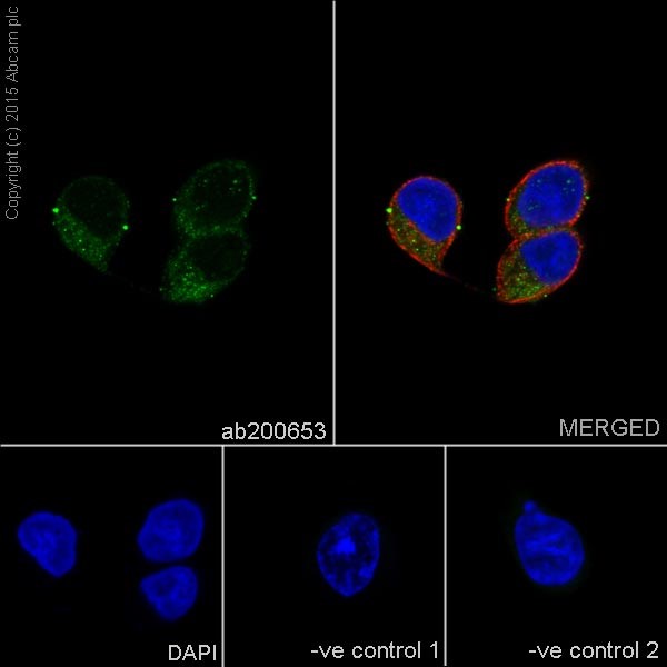 Immunocytochemistry/ Immunofluorescence - Anti-A-Raf antibody [EPR16208] - BSA and Azide free (AB240354), expandable thumbnail