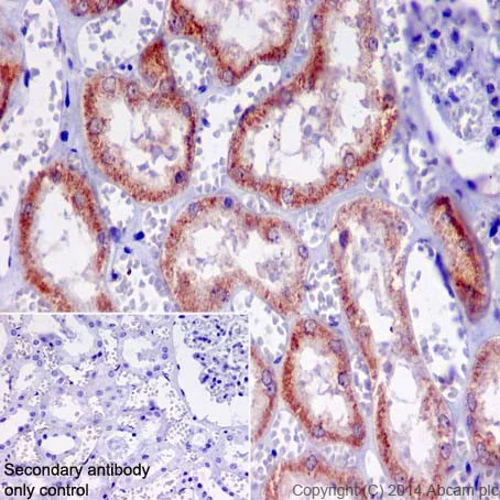 Immunohistochemistry (Formalin/PFA-fixed paraffin-embedded sections) - Anti-A-Raf antibody [EPR16208] - BSA and Azide free (AB240354)