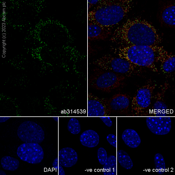 Immunocytochemistry/ Immunofluorescence - Anti-A-Raf antibody [EPR25405-17] (AB314539), expandable thumbnail