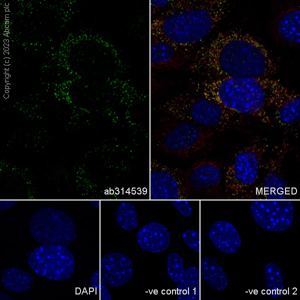 Immunocytochemistry/ Immunofluorescence - Anti-A-Raf antibody [EPR25405-17] (AB314539)
