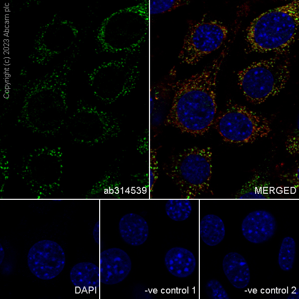 Immunocytochemistry/ Immunofluorescence - Anti-A-Raf antibody [EPR25405-17] (AB314539), expandable thumbnail