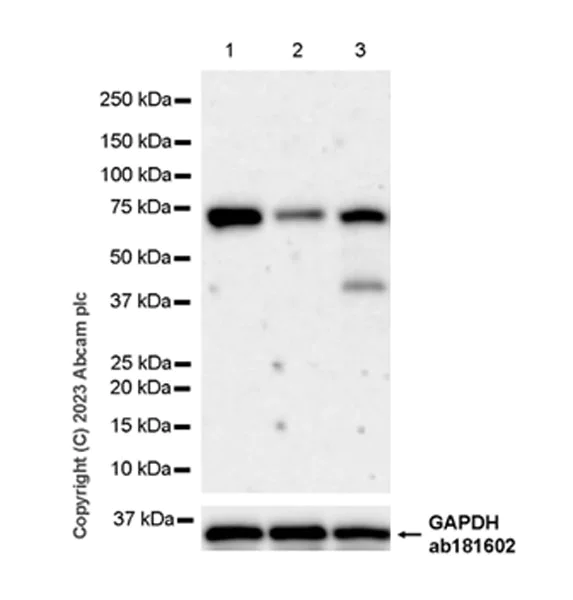 Western blot - Anti-A-Raf antibody [EPR25405-17] - BSA and Azide free (AB314540)