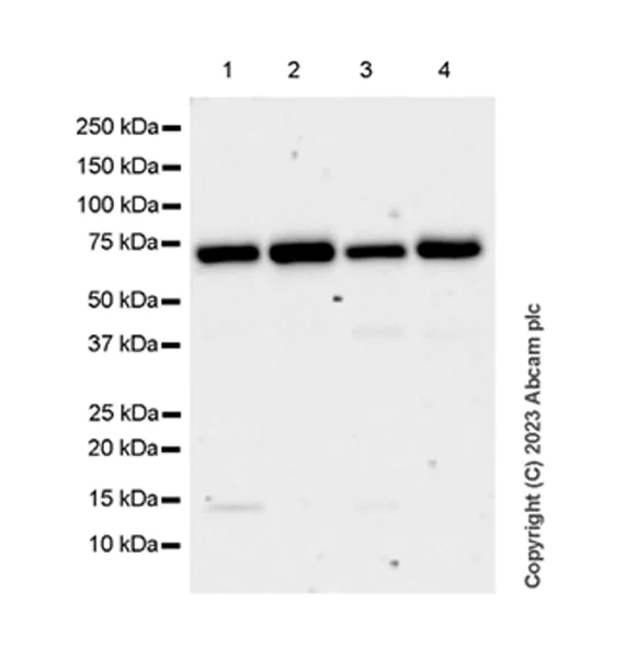 Western blot - Anti-A-Raf antibody [EPR25405-17] - BSA and Azide free (AB314540)