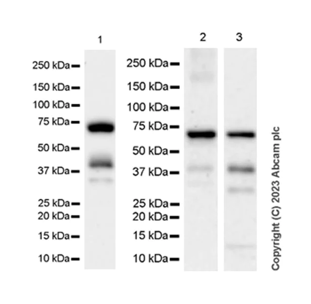 Western blot - Anti-A-Raf antibody [EPR25405-17] - BSA and Azide free (AB314540)