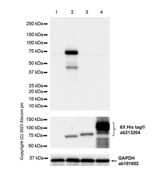 Western blot - Anti-A-Raf antibody [EPR25405-17] - BSA and Azide free (AB314540)