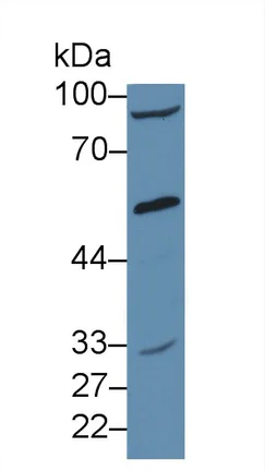 Western blot - Anti-A1BG antibody (AB231784)