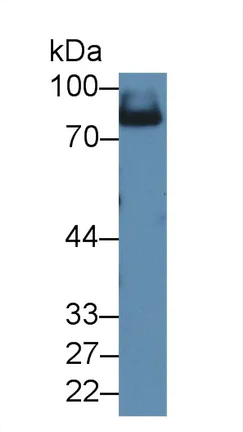 Western blot - Anti-A1BG antibody (AB231784)