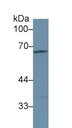 Western blot - Anti-A1BG antibody (AB231805)