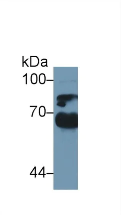 Western blot - Anti-A1BG antibody (AB231809)
