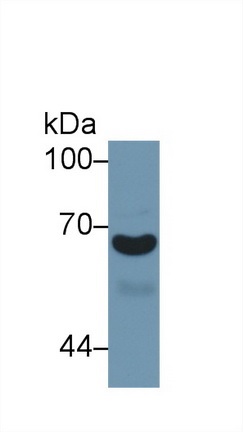 Western blot - Anti-A1BG antibody (AB231809)