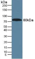 Western blot - Anti-A1BG antibody [D6] (AB239588)