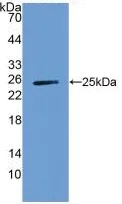 Western blot - Anti-A1BG antibody [D6] (AB239588)