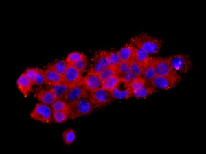 Immunocytochemistry/ Immunofluorescence - Anti-A1BG antibody [EPR9830(B)] - BSA and Azide free (AB249248)