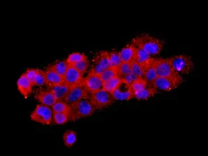 Immunocytochemistry/ Immunofluorescence - Anti-A1BG antibody [EPR9830(B)] - BSA and Azide free (AB249248)
