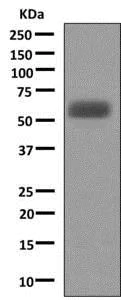 Western blot - Anti-A1BG antibody [EPR9830(B)] - BSA and Azide free (AB249248)