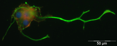 Anti-A2B5 antibody [105]