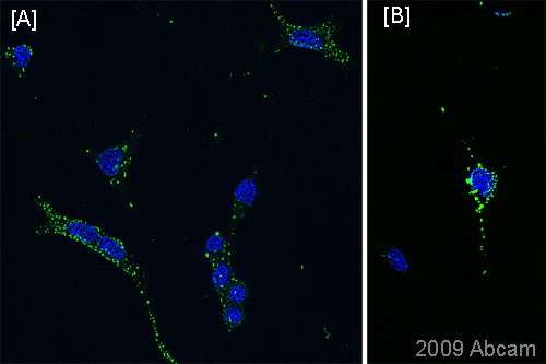 Immunocytochemistry/ Immunofluorescence - Anti-A2B5 antibody [105] (AB53521)