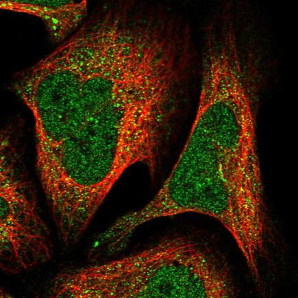 Immunocytochemistry/ Immunofluorescence - Anti-A2BP1/Fox1/RBFOX1 antibody (AB243727), expandable thumbnail