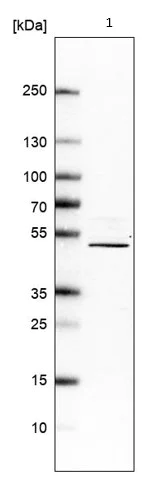 Western blot - Anti-A2BP1/Fox1/RBFOX1 antibody (AB243727)
