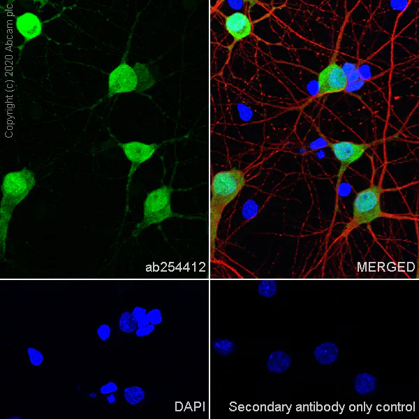 Immunocytochemistry/ Immunofluorescence - Anti-A2BP1/Fox1/RBFOX1 antibody [EPR23627-50] (AB254412)