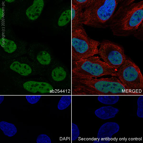 Immunocytochemistry/ Immunofluorescence - Anti-A2BP1/Fox1/RBFOX1 antibody [EPR23627-50] (AB254412)