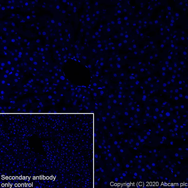 Immunohistochemistry (Frozen sections) - Anti-A2BP1/Fox1/RBFOX1 antibody [EPR23627-50] (AB254412)