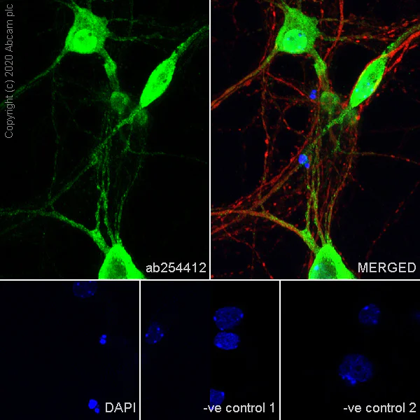 Immunocytochemistry/ Immunofluorescence - Anti-A2BP1/Fox1/RBFOX1 antibody [EPR23627-50] - BSA and Azide free (AB278528)